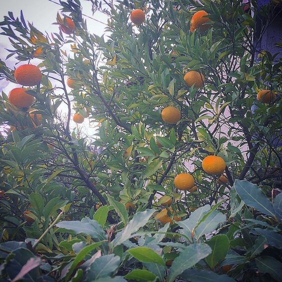 отдых в Абхазии